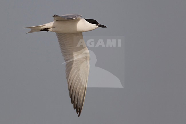 Lachstern volwassen vliegend; Gull-billed Tern adult flying stock-image by Agami/Daniele Occhiato,