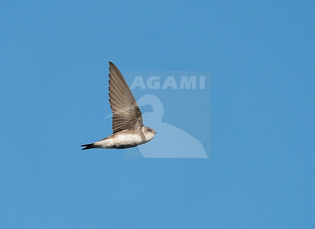 Flying  Sand Martin (Riparia riparia) in blue sky in sideview showing underside stock-image by Agami/Ran Schols,