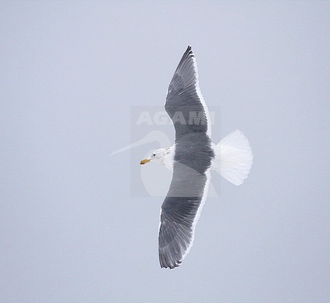 Adult winterplumage Glaucous-winged Gull (Larus glaucescens) wintering in Japan. stock-image by Agami/Pete Morris,