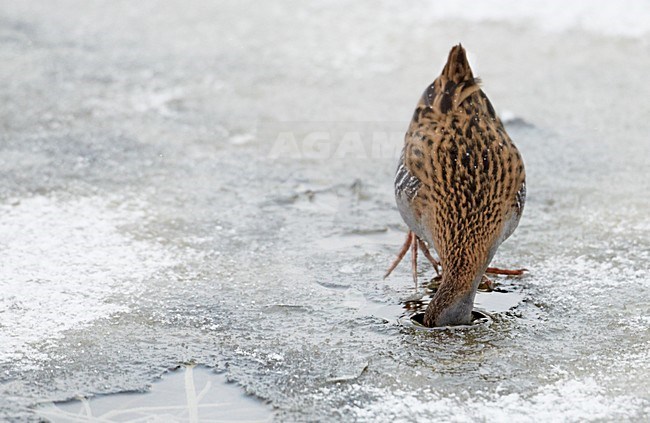 Waterral foeragerend in bevroren sloot; Water Rail foraging on frozen ditch stock-image by Agami/Markus Varesvuo,