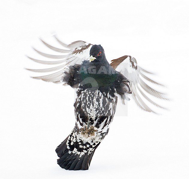 Male Western Capercaillie (Tetrao urogallus) during a cold winter in Northern Finland. Landing in a field covered with fresh snow. stock-image by Agami/Marc Guyt,