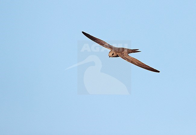 Pallid Swift (Apus pallidus) in flight in Spain. stock-image by Agami/Ran Schols,