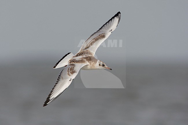 Kokmeeuw vliegende juveniel; Black-headed Gull flying juvenile stock-image by Agami/Arie Ouwerkerk,