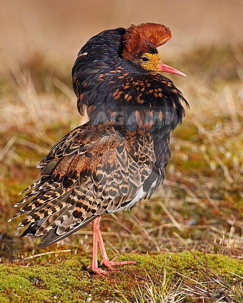 Kemphaan man baltsend; Ruff male displaying stock-image by Agami/Markus Varesvuo,