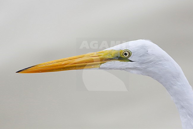 Grote zilverreiger; Great White Egret; stock-image by Agami/Chris van Rijswijk,
