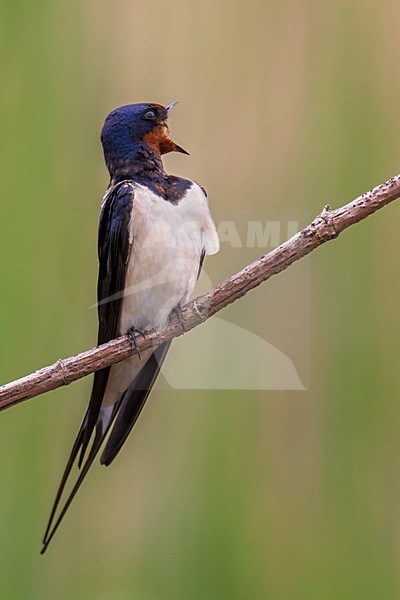 Rondine; Barn Swallow; Hirundo rustica stock-image by Agami/Daniele Occhiato,