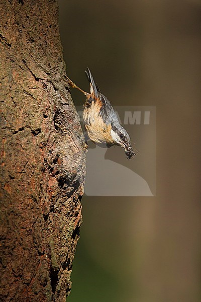 Boomklever voed de jongen;  European Nuthatch feeding juvenile	; stock-image by Agami/Walter Soestbergen,