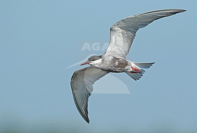 Whiskered Tern (Chlidonias hybrida), adult in flight, seen from the side, showing underwings. stock-image by Agami/Fred Visscher,