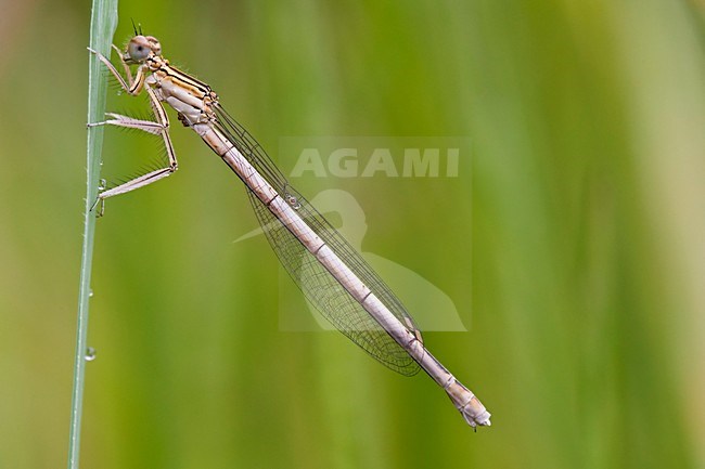 Vrouwtje Blauwe breedscheenjuffer, Female Platycnemis pennipes stock-image by Agami/Wil Leurs,