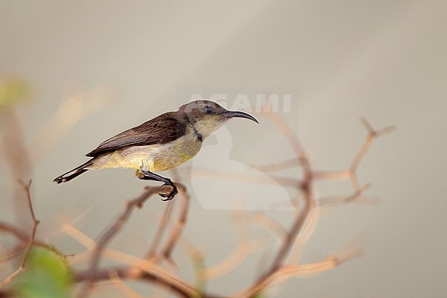 Female Ornate Sunbird (Cinnyris ornatus) at Chiang Mai, Thailand stock-image by Agami/Helge Sorensen,