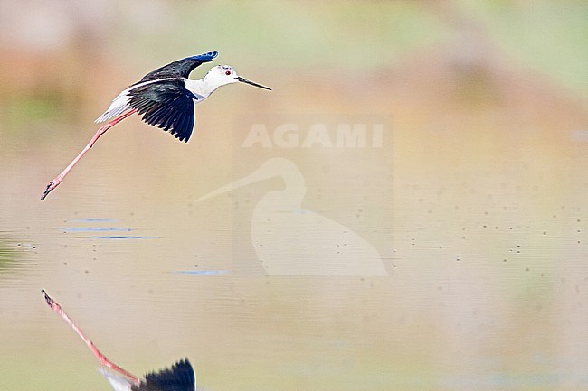 Black-winged Stilt (Himantopus himantopus) landing in the Skala Kalloni Salt Pans, on the island of Lesvos, Greece. The surface of the water is covered with little insects. stock-image by Agami/Marc Guyt,