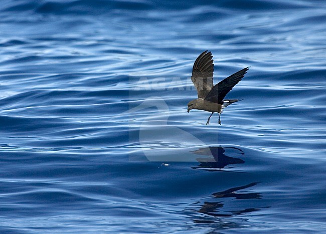 Band-rumped Storm-petrel flying;  Madeirastormvogeltje vliegend stock-image by Agami/Marc Guyt,