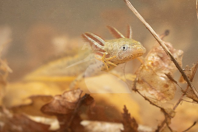 Great or Northern Crested Newt (Triturus cristatus) taken the 04/08/2021 at Le Mans - France. stock-image by Agami/Nicolas Bastide,