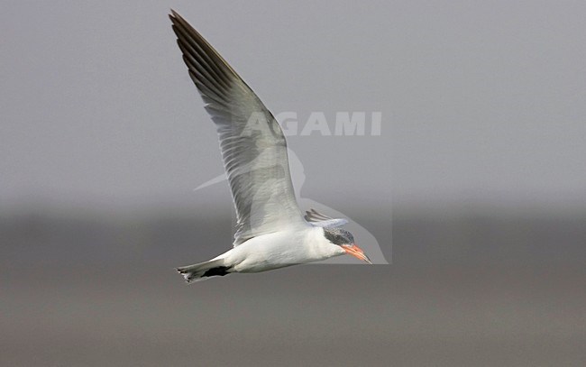 Reuzenstern in de vlucht; Caspian Tern in flight stock-image by Agami/Arie Ouwerkerk,