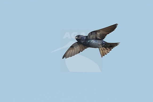 Adult male Purple Martin (Progne subis) in flight at Brazoria County, Texas, USA. stock-image by Agami/Brian E Small,