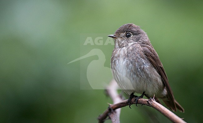 Dark-sided Flycatcher (Muscicapa sibirica) perched in forest of east China. stock-image by Agami/Ian Davies,