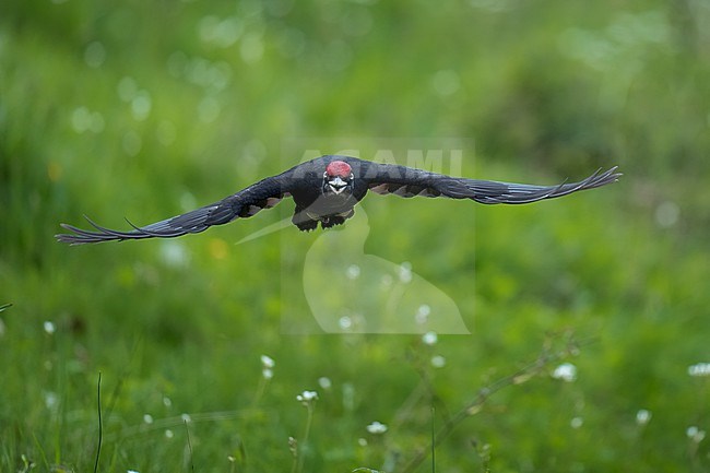 Black woodpecker (Dryocopus martius) in Spain, flying to the next tree against a green background. stock-image by Agami/Marcel Burkhardt,