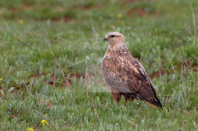 Arendbuizerd volwassen in zit, Long-legged Buzzard adult perched stock-image by Agami/Daniele Occhiato,