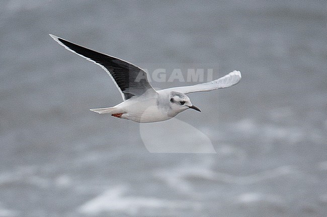 Dwergmeeuw, Little Gull, Hydrocoloeus minutus stock-image by Agami/Hugh Harrop,