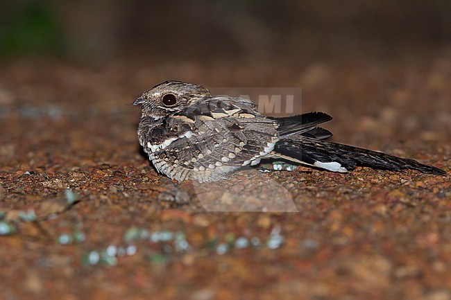 Long-tailed Nightjar (Caprimulgus climacurus) perched on the ground in a rainforest in Ghana. stock-image by Agami/Dubi Shapiro,