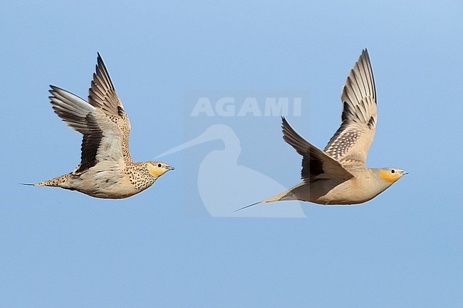 Spotted Sandgrouse (Pterocles senegallus), a male and a female in flight stock-image by Agami/Saverio Gatto,