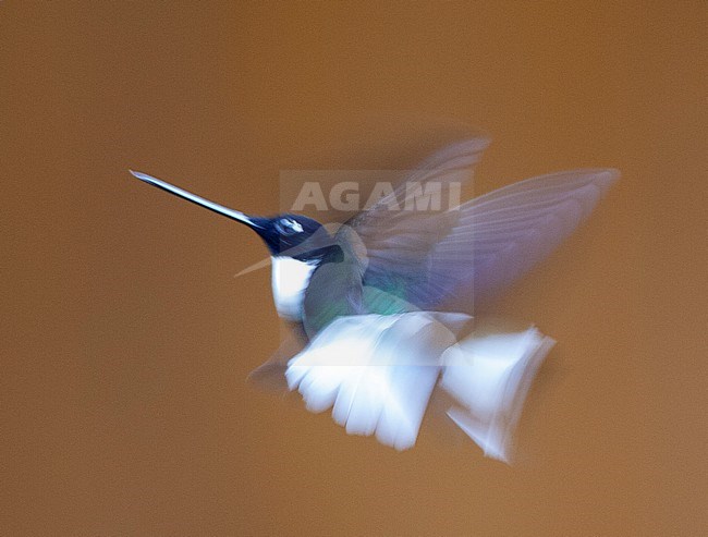 Male Collared Inca (Coeligena torquata)  a male in flight with slow shutterspeed. stock-image by Agami/Marc Guyt,