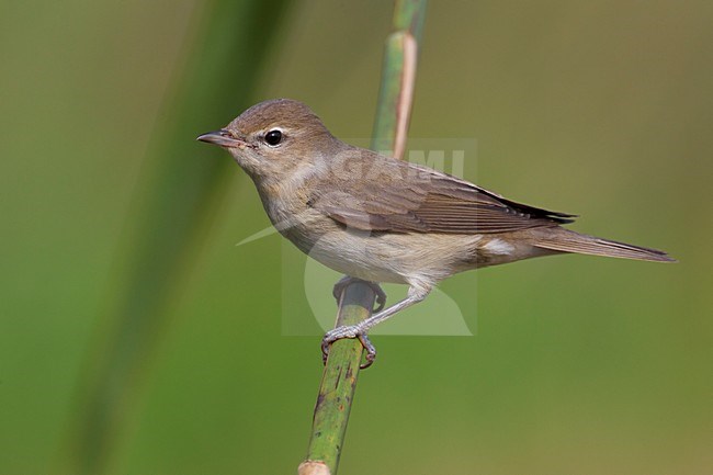 Tuinfluiter in rietsengel; Garden Warbler on reed stem stock-image by Agami/Daniele Occhiato,