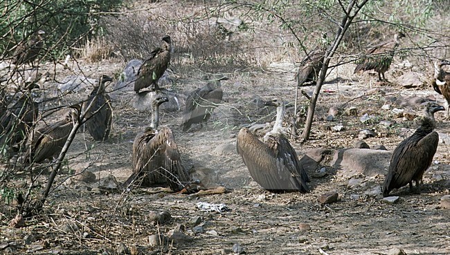 Bengaalse gier op kadaver van een hond; Indian White-rumped Vulture on carcass of a dog stock-image by Agami/Roy de Haas,