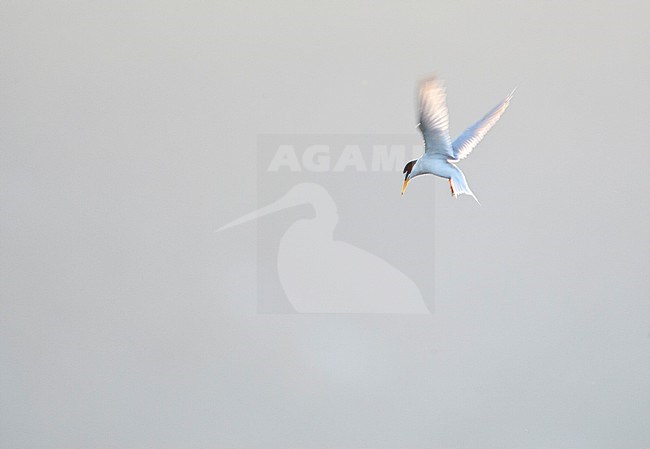 Vliegende volwassen Dwergstern; Flying adult Little Tern (Sternula albifrons) stock-image by Agami/Marc Guyt,