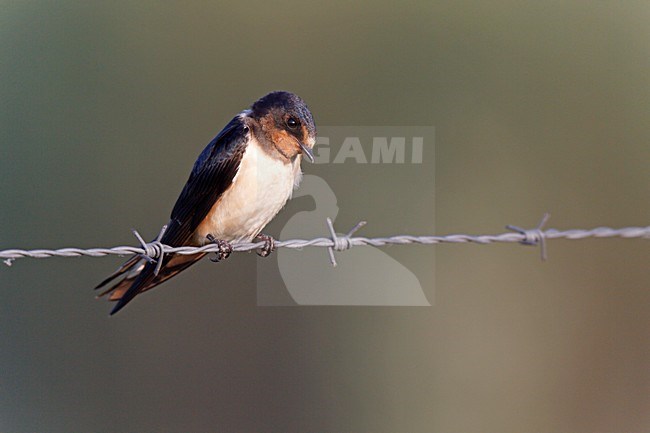 Boerenzwaluw zittend op prikkeldraad, Barn Swallow perched on barbed wire stock-image by Agami/Ran Schols,