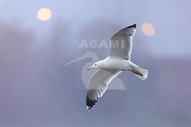 Adult Yellow-legged Gull (Larus michahellis) in Italy. stock-image by Agami/Daniele Occhiato,