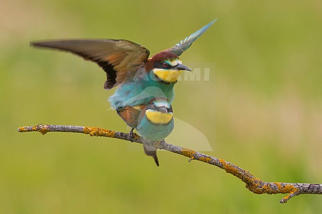 Bijeneters parend, European Bee-eater mating stock-image by Agami/Daniele Occhiato,