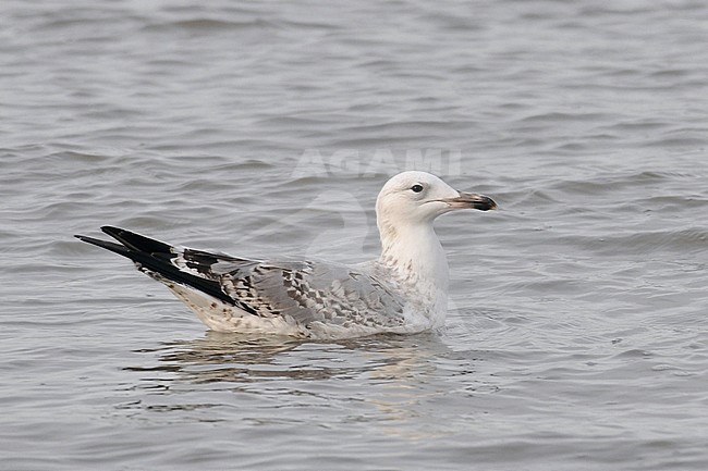 Second-winter Caspian Gull (Larus cachinnans) swimming in the north sea off the beach at Noordwijk in the Netherlands. stock-image by Agami/Casper Zuijderduijn,