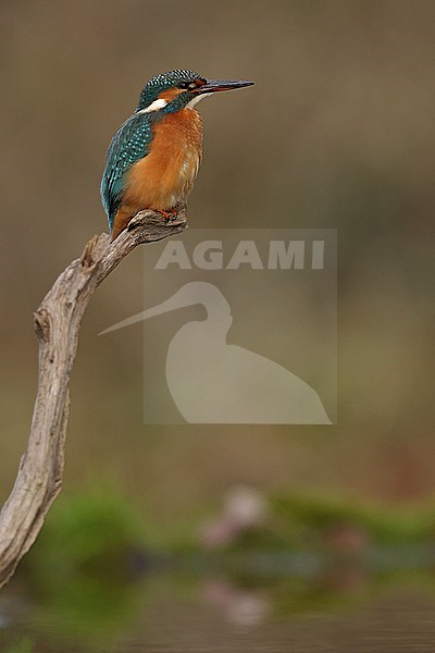 Juvenile or female Common Kingfischer (Alcedo atthis) perching on a branch stock-image by Agami/Mathias Putze,