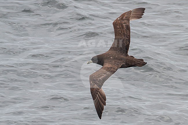 White-chinned petrel, Procellaria aequinoctialis, in flight over the ocean. stock-image by Agami/Steve Howell,
