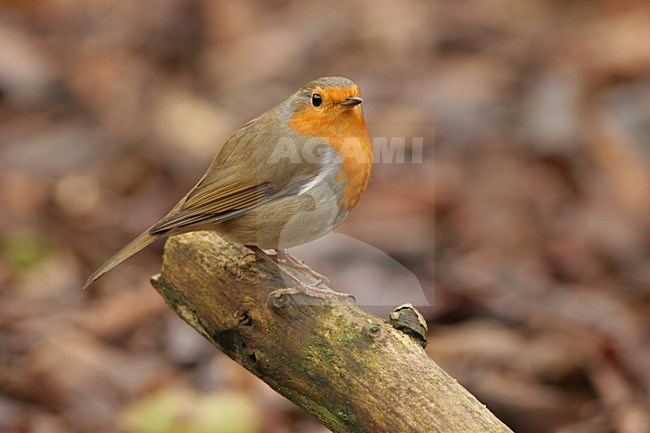 Roodborst zittend op tak; European Robin perched on branch stock-image by Agami/Karel Mauer,