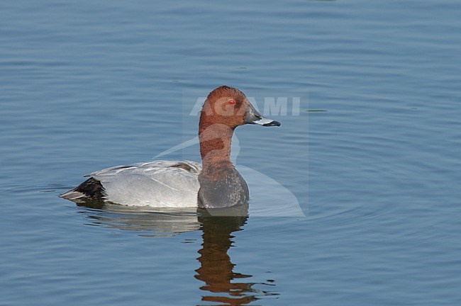 Tafeleend zwemmend; Common Pochard zwimming stock-image by Agami/Marc Guyt,