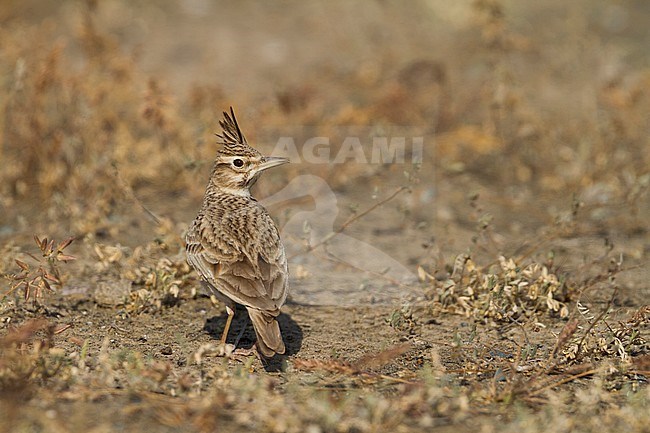 Crested Lark - Haubenlerche - Galerida cristata ssp. kleinschmidtii, Morocco, adult stock-image by Agami/Ralph Martin,