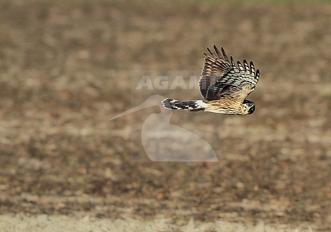 Second calender year female Hen Harrier (Circus cyaneus).  Hunting, showing under wing pattern. stock-image by Agami/Renate Visscher,