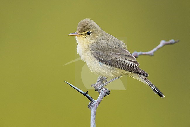 Melodious Warbler, Hippolais polyglotta, in Italy. stock-image by Agami/Daniele Occhiato,