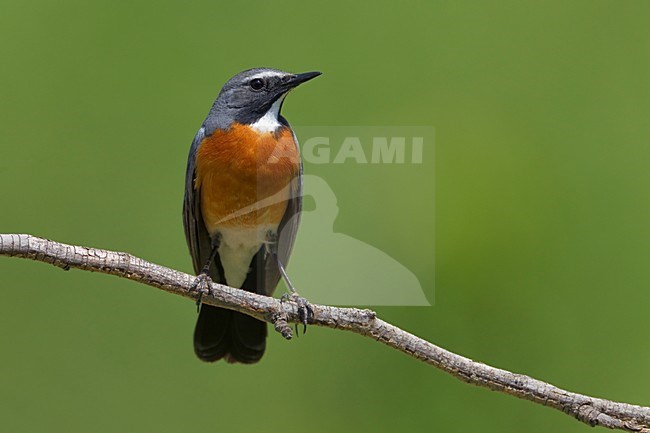 Perzische Roodborst zittend op tak; White-throated Robin perched on branch stock-image by Agami/Daniele Occhiato,