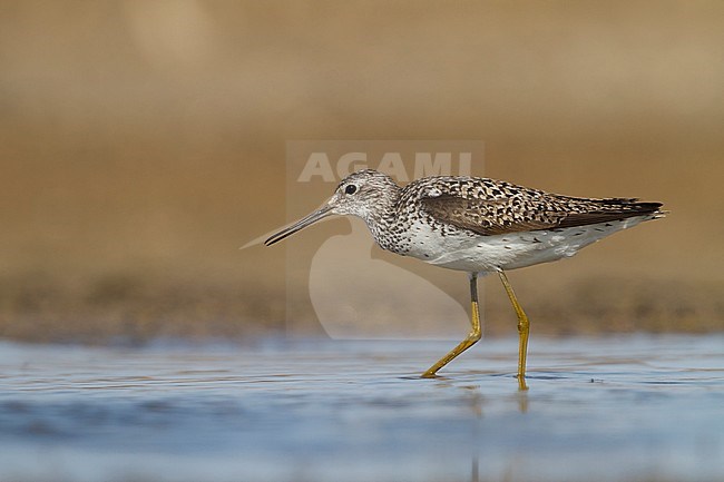 Marsh Sandpiper - TeichwasserlÃ¤ufer - Tringa stagnatilis, Kazakhstan, adult, breeding plumage stock-image by Agami/Ralph Martin,