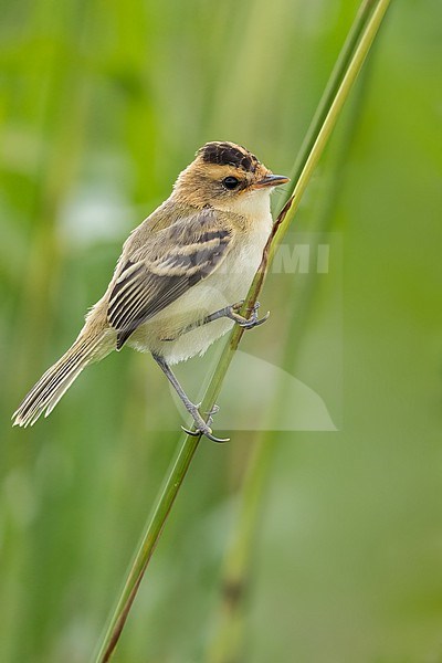 Crested Doradito (Pseudocolopteryx sclateri) Perched  in reeds Argentina stock-image by Agami/Dubi Shapiro,