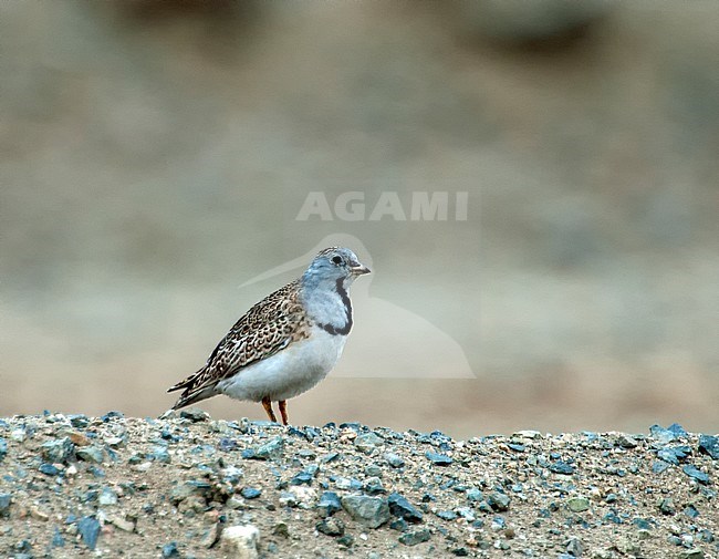 Least Seedsnipe (Thinocorus rumicivoru) adult perched high in the mountains of Peru stock-image by Agami/Roy de Haas,