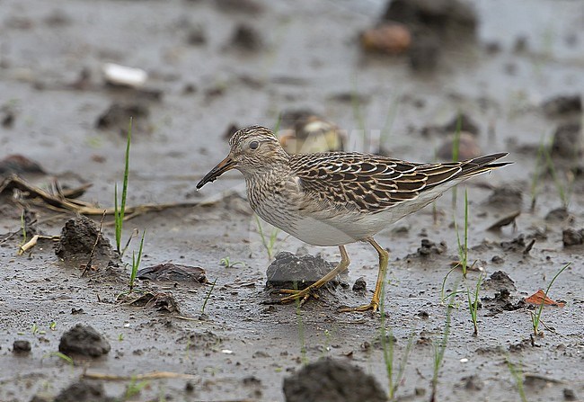 Bird was photographed on the 19 October 2020. stock-image by Agami/Kris de Rouck,