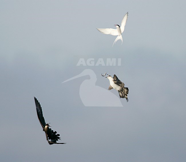 Lichte fase Kleine Jager jagend op Noordse Stern; Light morph Parasitic Jaeger chasing Arctic Tern stock-image by Agami/Menno van Duijn,