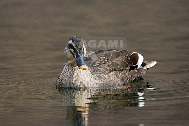 Eastern Spot-billed Duck (Anas onorhyncha) on a duckpond in Tokyo, Japan stock-image by Agami/Marc Guyt,