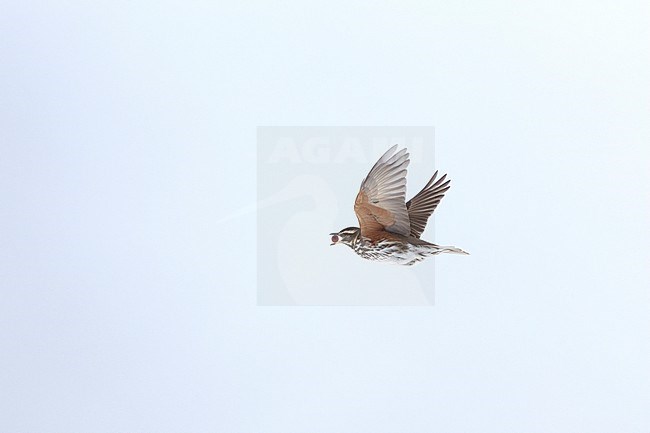 Redwing (Turdus iliacus iliacus) in flight at Rudersdal, Denmark stock-image by Agami/Helge Sorensen,