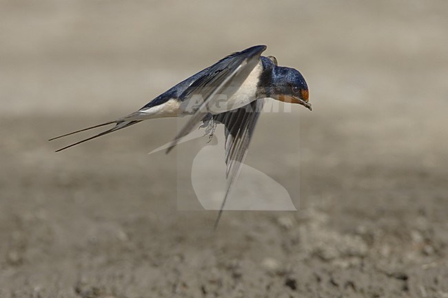 Barn Swallow flying; Boerenzwaluw flying stock-image by Agami/Daniele Occhiato,