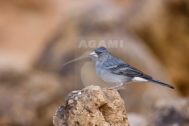 Blue Chaffinch on a rock stock-image by Agami/Chris van Rijswijk,